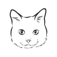 bosquejo del vector del gato