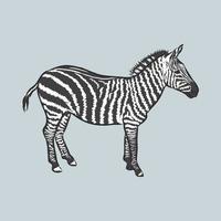 zebra vector sketch