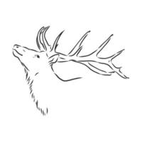 bosquejo del vector de los ciervos