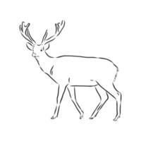 deer vector sketch