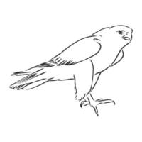 hawk falcon eagle vector sketch