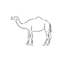 camel vector sketch