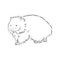 wombat vector sketch