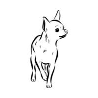 chihuahua vector sketch