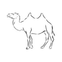 camel vector sketch