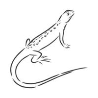 dibujo vectorial de lagarto vector