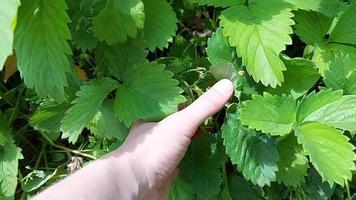 a woman picks a strawberry. harvesting video