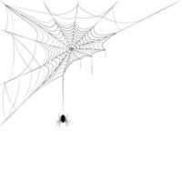 spider on corner web. Design element for Halloween. Black and white vector