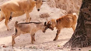 dois cabritos lutando com a cabeça. cabras brigando. duas cabras brigando video