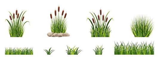 Marsh reed elements in the grass. Pond vegetation. vector