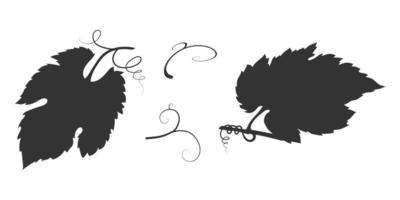 Vine leaf silhouette with vine. Vector illustration of shadow fruit vegetation.