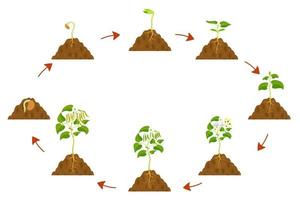 Ciclo de crecimiento de judías verdes. infografía de desarrollo de leguminosas. vector