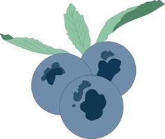 Illustration of blueberries with leaves. 3 blue berries. Summer picture. vector