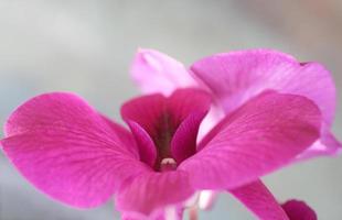 Pink orchid flower photo
