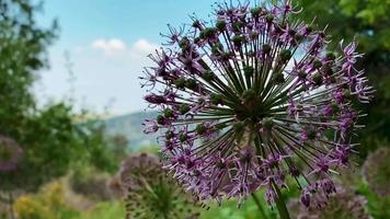 a lonely beautiful round purple flower calmly sways from the wind on a summer early morning video