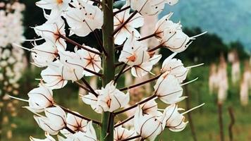 Eine ungewöhnlich schöne wilde weiße Blume schwankt von einem Windstoß vor dem Hintergrund grüner wilder Berge, es regnet video