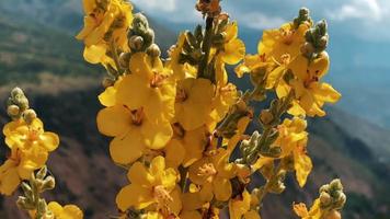 uma linda flor amarela de verão balança ao vento contra o pano de fundo das montanhas asiáticas. video