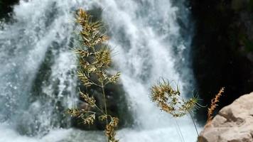 en un maravilloso y hermoso día de verano, una flor verde se balancea mágicamente del viento contra el telón de fondo de una hermosa cascada de montaña video