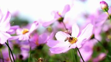 Nahaufnahme von rosa Kosmosblumen mit Biene video