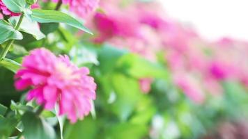 mudança de foco tiro flores de calêndula rosa na fazenda video