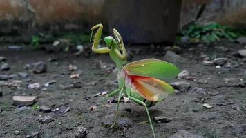 Mantis or Praying Mantis, Mantis Religiosa. The green praying mantis is in danger video