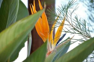 strelitzia es una hermosa planta inusual herbácea perenne. flor de naranja interesante como ave del paraíso foto