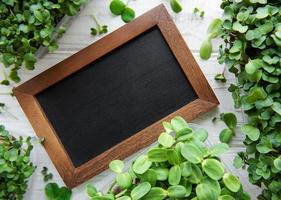 Chalk blackboard with micro greens photo