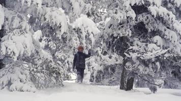 niño tocando árboles nevados. el niño camina por el bosque tocando las ramas de los árboles nevados. la nieve cae de las ramas de los árboles cuando la tocas. video