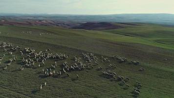 immense troupeau de moutons dans la vaste plaine. vidéo aérienne. moutons qui courent en troupeaux. video