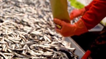 colocando as anchovas em um saco de papel com uma pá. o vendedor coloca as anchovas no saco de papel com a pá na mão. video