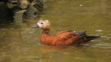 pato marrón nadando en el lago. patos en el lago video