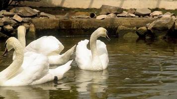 um bando de cisnes nadando no lago. cisnes selvagens com penas brancas e bicos laranja na água do lago largo com reflexos amarelos da luz solar