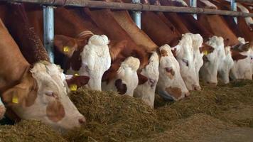 mucche da latte che mangiano nella stalla. moderno caseificio. video