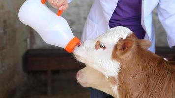 becerro bebiendo leche. el ternero es alimentado con leche por un veterinario. video