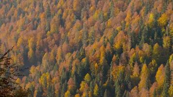 Pine forest in autumn. Great video of the colorful pine forest.