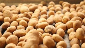 batatas avançando na linha de produção. em uma instalação de produção agrícola, as batatas estão se movendo na esteira. fábrica de batatas. video