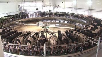 The process of milking cows in a dairy factory. Technologically advanced modern farm. Automatic cow milking machine is used. Dairy industry.