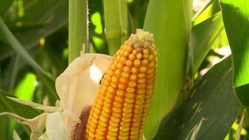 elote. maíz en el campo. maizal fresco. video