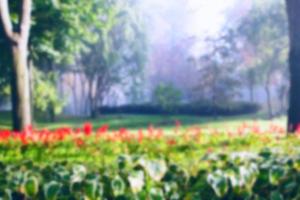 red flover in forrest blurred background, nature concept photo