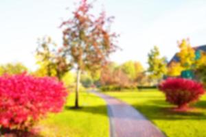 coloured trees in park, blurred background, holiday vacation concept,copy space photo