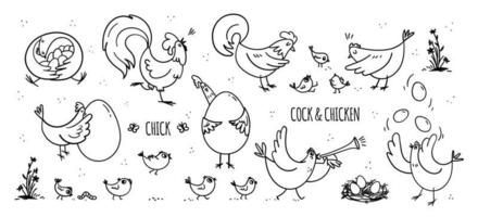 un conjunto de gallinas y gallos dibujados a mano con sus pollitos. una colección de divertidas aves domésticas que viven su propia vida en la granja. ilustraciones de stock vectoriales en estilo garabato aisladas en blanco. vector