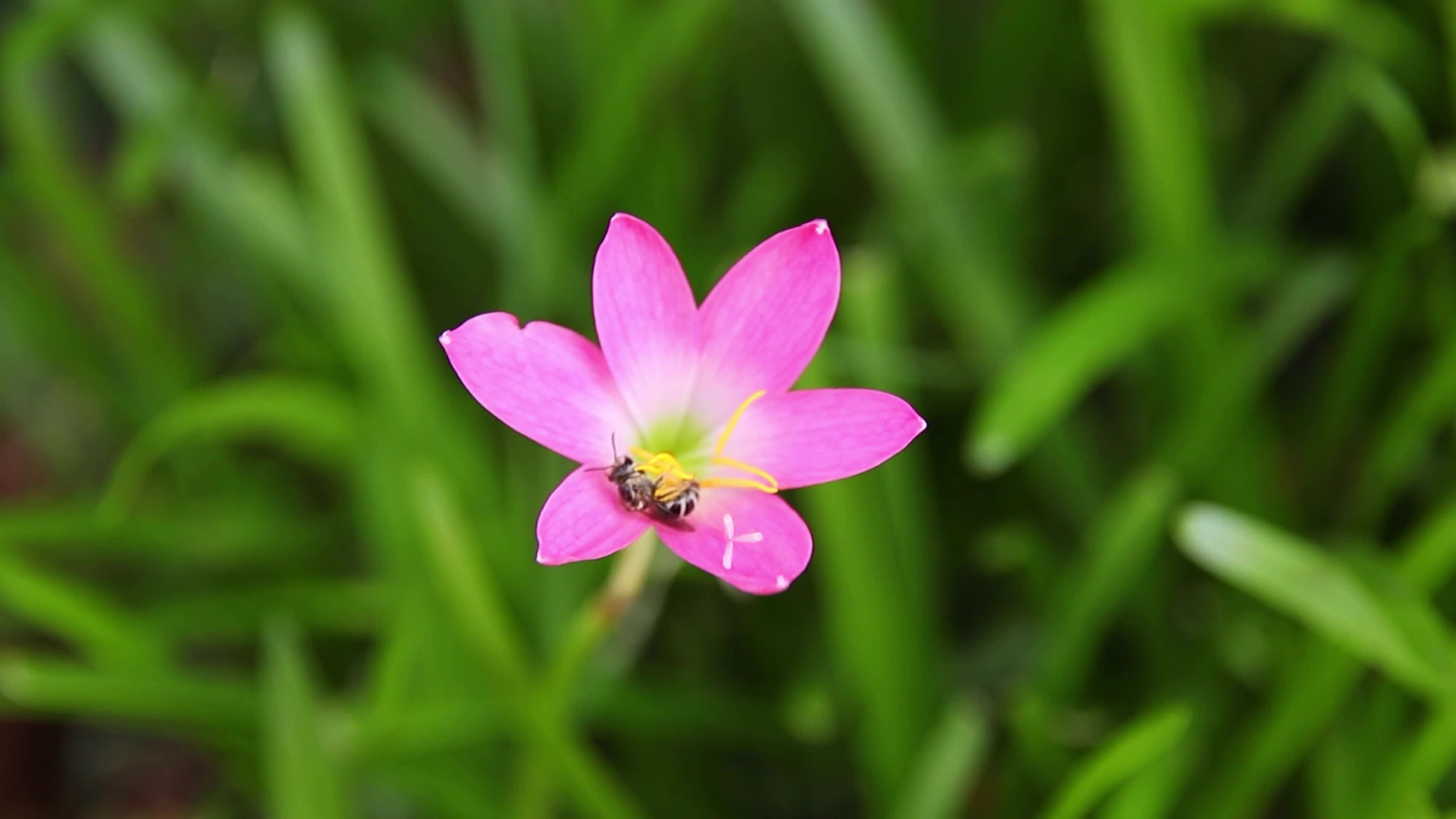 The pink flowers that bloom in the morning look beautiful. Slow motion
