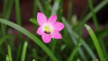 de roze bloemen die 's ochtends bloeien zien er prachtig uit. slow motion roze bloemen video