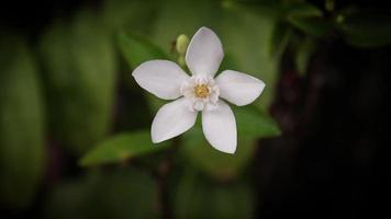 slow motion vita blommor på oskärpa bakgrund video