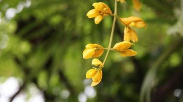 Zeitlupe gelber Blumen auf unscharfem Hintergrund video