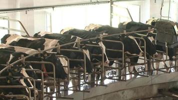 The process of milking cows in a dairy factory. Technologically advanced modern farm. Automatic cow milking machine is used. Dairy industry. The milking clusters are working. video