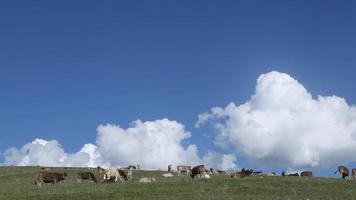 mucche al pascolo sull'altopiano. mucche sdraiate e pascolano sull'altopiano. il cielo blu e l'altopiano verde sono fantastici. video