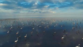 centenas de flamingos andando na superfície do lago. flamingos fazendo uma pausa no lago durante sua jornada. video