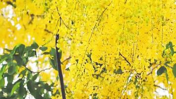 árboles en primavera con flores amarillas.