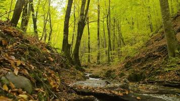 el río que fluye a través de los árboles en el frondoso bosque en otoño. bosque en otoño. hojas caídas en otoño. video